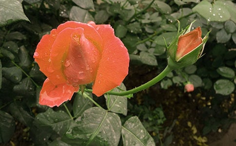 月季花作文(通用29篇)