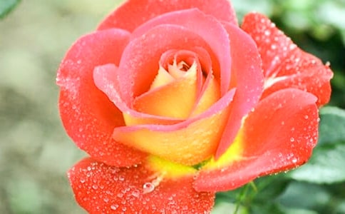 寫月季花的作文350字(精選31篇)