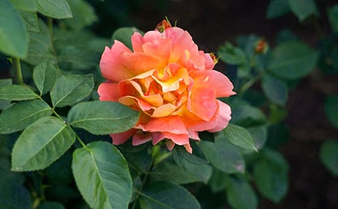 �¼���ʲô�����x��Nֲ���