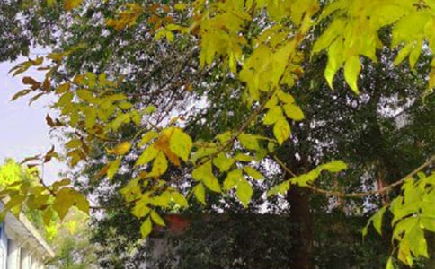 ���̵�Ψ�����簲���Z����40�l