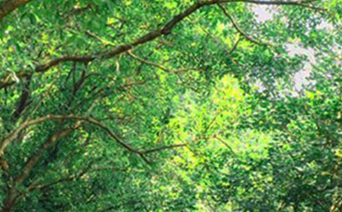 經典唯美的早安心語短信35條