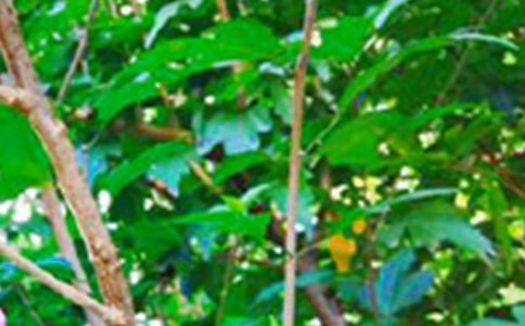 簡(jiǎn)短的唯美的早安心語短信28條