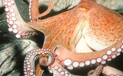 �����~(y��)��С��̰�