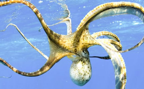 �P�����~������