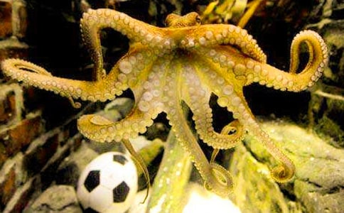 章魚小丸子作文