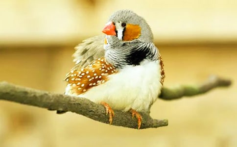 珍珠鳥練習題及答案