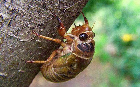 抓知了作文錦集(15篇)