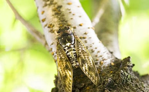 捉知了猴作文(熱)