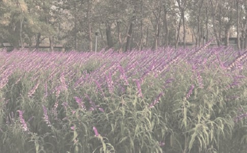 ���ɽֲ��@��ӛ