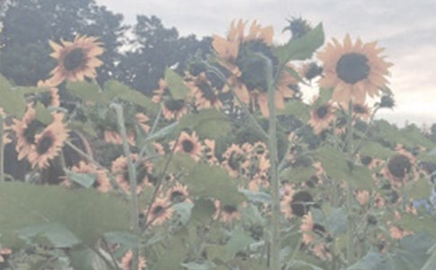 植物園游記作文