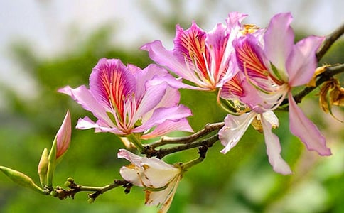 描寫紫荊花的好詞好句好段范本