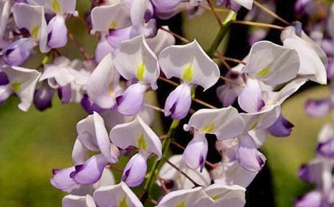 �����ٻ��ĺ��~�þ�ö�ժ��