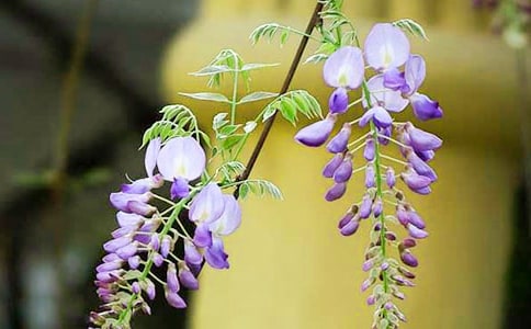 �P�����ٻ���Ψ���̾�