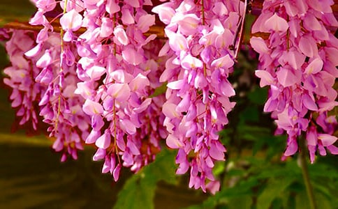 形容紫藤花開的漂亮的短句