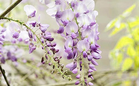 С�����g��ָ���̰������ٻ�