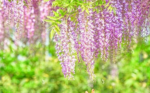 �茑���ٻ��ĺ��~�þ�ö�