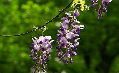 ���؂䣩���ٻ�������