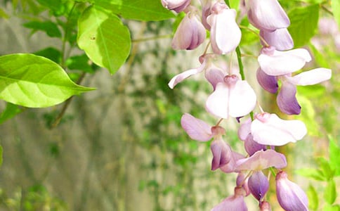 紫藤花的作文(推薦)