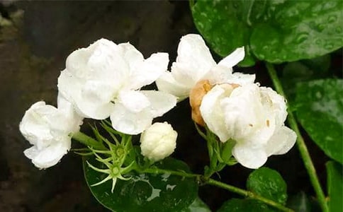 最新茉莉花開讀后感熱門