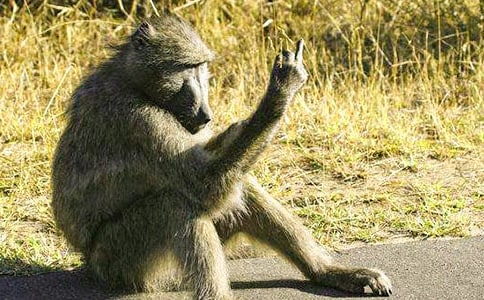 小學六年級作文:悼狒狒