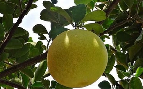 柚子茶的功效以及作用