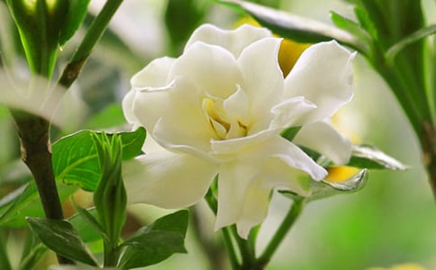 梔子花開作文精品(15篇)