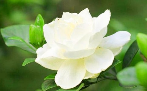 梔子花香作文(常用9篇)