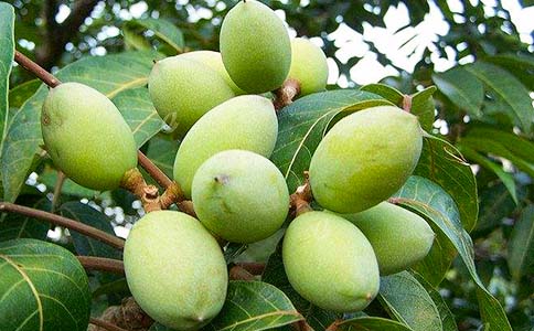 寶寶可以吃橄欖油嗎