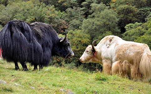 酶法制備牦牛乳酪蛋白源血管緊張素轉換酶抑制肽