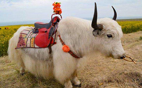 牦牛優(yōu)美散文