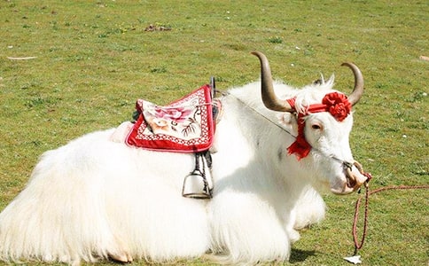 牦牛的營養價值有哪些