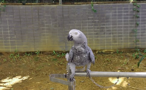 (推薦)可愛的小鸚鵡作文