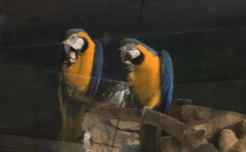 鸚鵡的作文錦集(15篇)