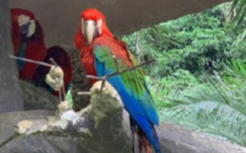 【熱門】虎皮鸚鵡作文15篇