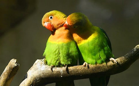 (�؂�)�Ҽҵ��W�^����