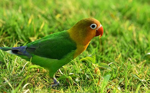 虎皮鸚鵡作文(匯編15篇)