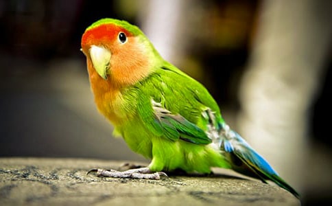 可愛的小鸚鵡作文15篇【推薦】