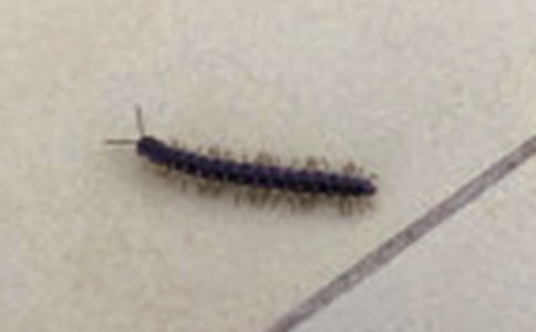 ����w�������н̰�