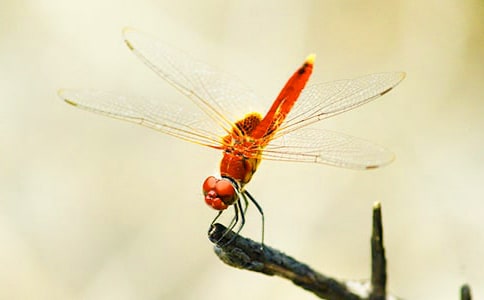 ׽�������ģ��ϼ���