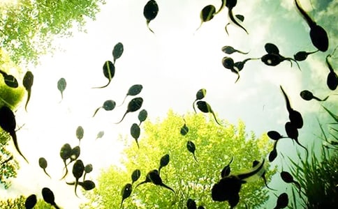 捉蝌蚪作文(通用)