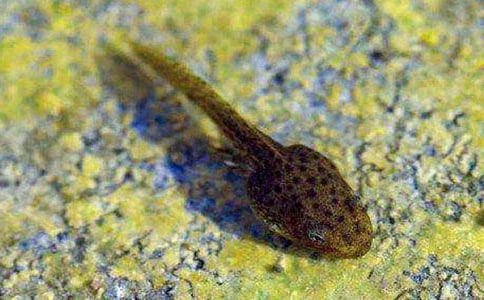 (推薦)捉蝌蚪作文