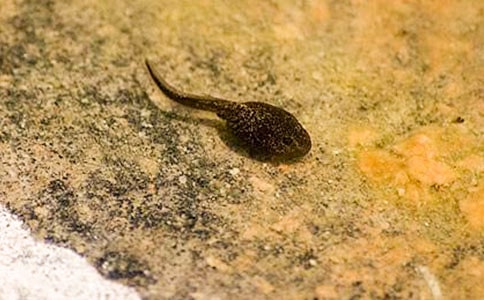 ����һֻС������ģ�����7ƪ��