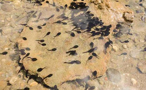 小蝌蚪找媽媽故事15篇(優(yōu))