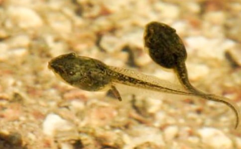 С����ҋ�������[��(y��u)�x15ƪ]