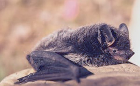 《蝙蝠與雷達》教學實錄