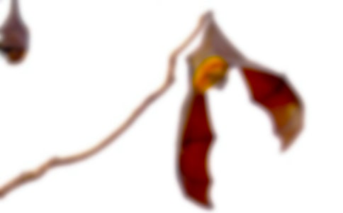 《蝙蝠與雷達》教學實錄經典【5篇】