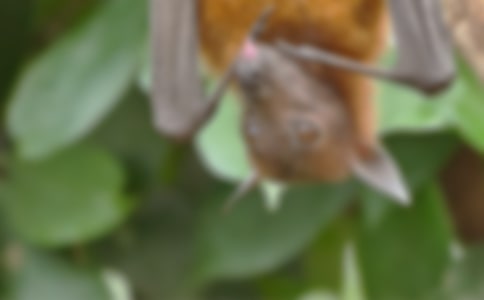 少年蝙蝠俠讀后感