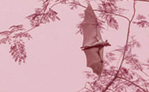 蝙蝠大戰作文3篇(合集)