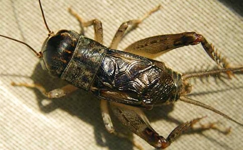 ׽������15ƪ(��Ʒ)