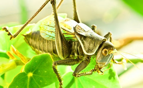 捉蟋蟀作文匯總15篇